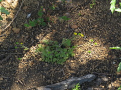 Ranunculus multifidus