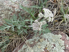Lomatium orientale