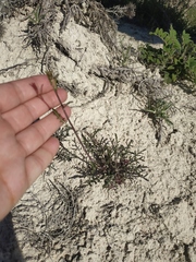 Brassica elongata pinnatifida