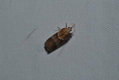 Acrobasis repandana