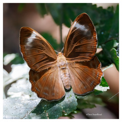Taxila haquinus
