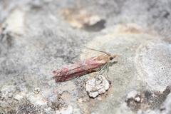 Ancylosis cinnamomella