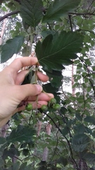Scandosorbus