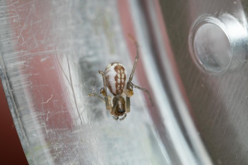 Filmy Dome Spider, 30120 Rogues, France, photo 10 of 10