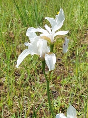 Iris sibirica