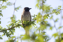 Pycnonotus barbatus dodsoni
