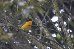 Telophorus nigrifrons