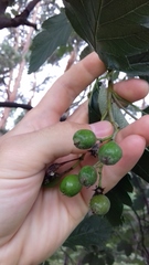 Scandosorbus