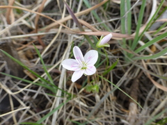 Claytonia rosea