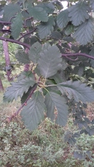 Scandosorbus
