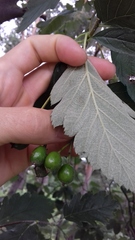Scandosorbus