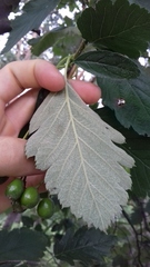 Scandosorbus