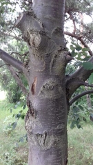 Scandosorbus