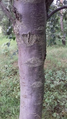 Scandosorbus