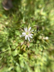 Stellaria flaccida