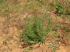 Aspalathus cephalotes violacea