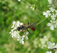 Tryphoninae