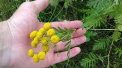 Tanacetum vulgare