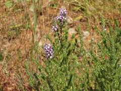 Aspalathus cephalotes violacea