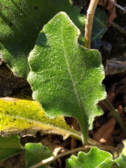 Pseudoturritis turrita