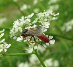 Tryphoninae