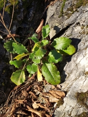 Pseudoturritis turrita