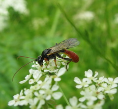 Tryphoninae