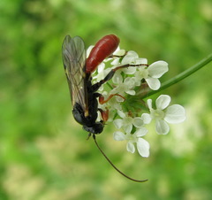 Tryphoninae