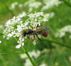 Tryphoninae