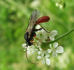 Tryphoninae