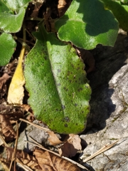 Pseudoturritis turrita