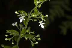 Teucrium corymbosum