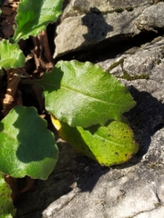 Pseudoturritis turrita