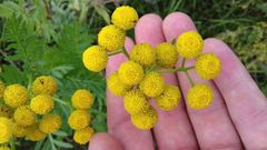 Tanacetum vulgare