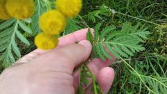 Tanacetum vulgare