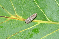 Dioryctria simplicella