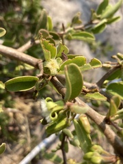 Ximenia caffra caffra