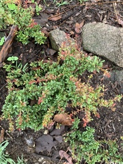 Gymnosporia polyacantha