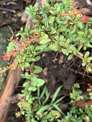 Gymnosporia polyacantha