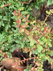 Gymnosporia polyacantha