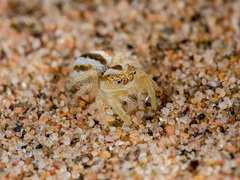 Pseudomogrus zhilgaensis