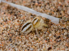 Pseudomogrus zhilgaensis