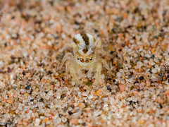 Pseudomogrus zhilgaensis