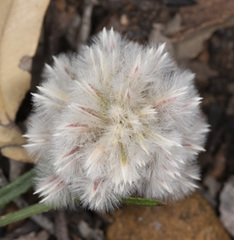 Ptilotus esquamatus