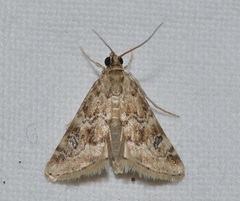 Hellula undalis