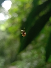 Theridion zonulatum