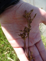 Juncus squarrosus