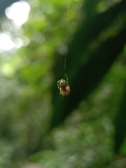 Theridion zonulatum