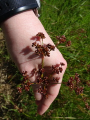 Juncus microcephalus