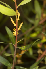 Persoonia rufa